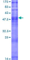 Human OR6B2 Protein (Recombinant GST)