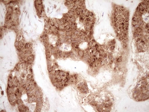Monoclonal Mouse anti-Human MMP3 Antibody (clone OTI1E9, Carrier-free, aa246-477, IHC, WB)