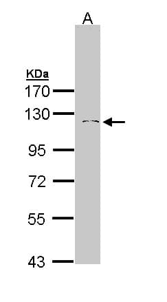 IDE Antibody