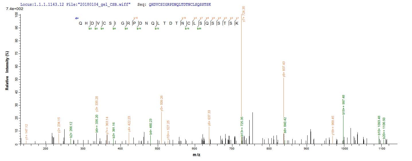 Chum salmon L-rhamnose-binding lectin CSL3 Protein (Recombinant 10His, N-terminus)