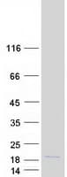 Human HIST1H2AC Protein (Recombinant Myc-DDK (Flag))