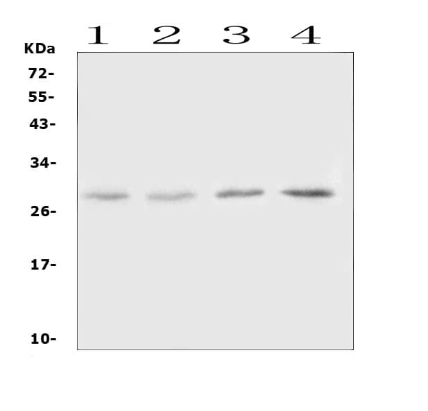 OSM / Oncostatin M Antibody