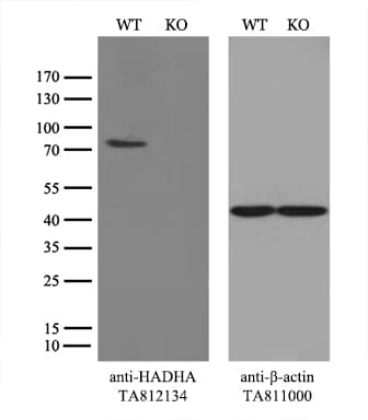HADHA Antibody (aa106-325, clone OTI7B3)