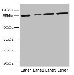 GFM2 Antibody