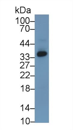 AGMAT Antibody (aa205-347)