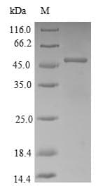 Rabbit APOE / Apolipoprotein E (Recombinant 10His-SUMO, N-terminus + Myc, C-terminus)