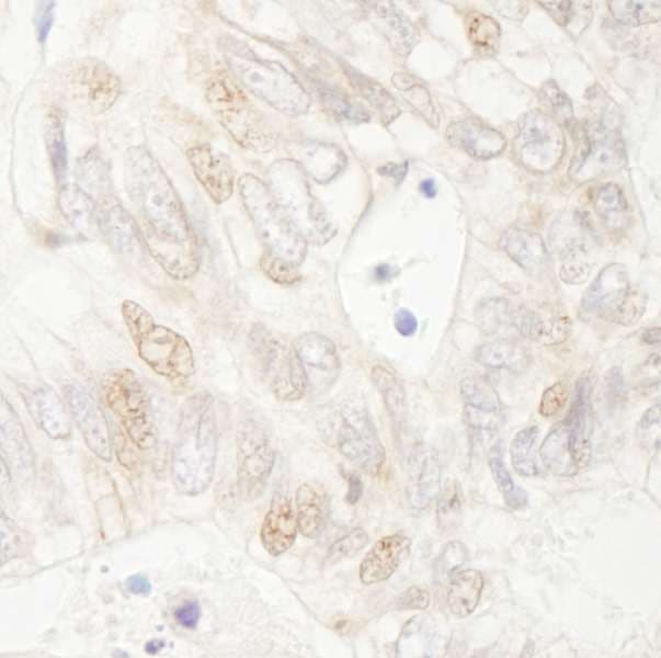 APC Antibody (aa2793-C-term)
