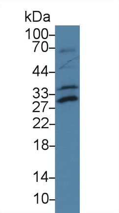 ATF1 Antibody (aa2-240, APC)