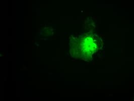 LTA4H / LTA4 Antibody (clone OTI2A9)