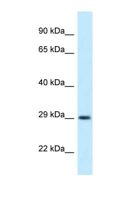 Polyclonal Rabbit anti-Rat OLIG1 Antibody (aa96-145, WB)