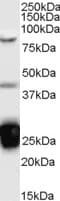 IHC-plus™ TIA-1 Antibody (aa189-199)