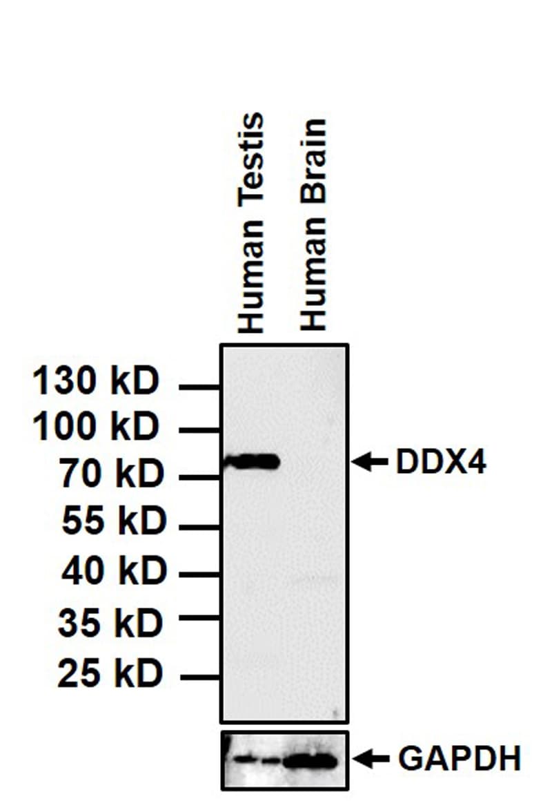 DDX4 / VASA Antibody (clone 2F9H5)