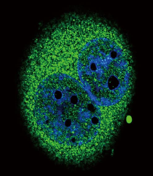 IRF5 Antibody (aa81-108)