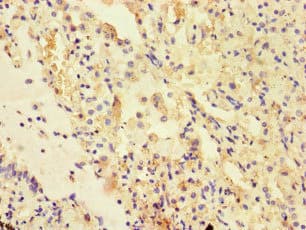 UVRAG Antibody