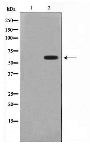CYP2B6 Antibody
