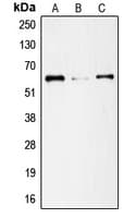 SMAD1 Antibody (N-Terminus)