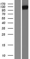 DHX36 Protein (Over-Expression Lysate Myc-DDK (Flag))