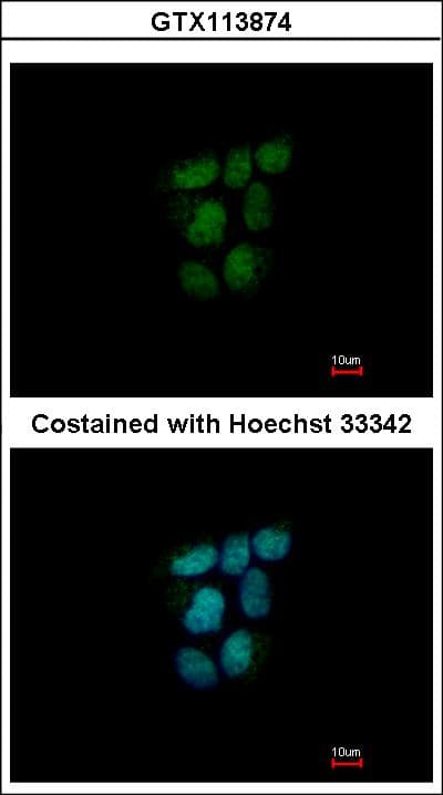 NR0B2 Antibody (aa64-257)