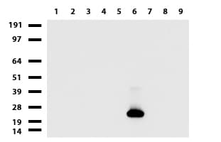 Monoclonal Mouse anti-Human CD3E Antibody (clone UMAB54, IHC, IF, WB)