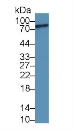 Complement C1s Antibody (aa438-685, APC)