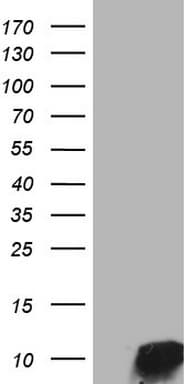 Monoclonal Mouse anti-Human Neuropeptide Y / NPY Antibody (clone OTI8F8, Carrier-free, WB)