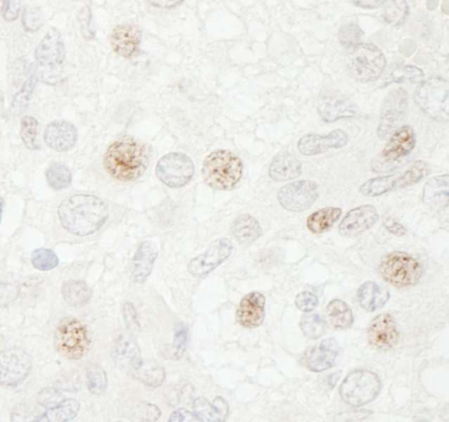 CDC20 Antibody (aa50-100)