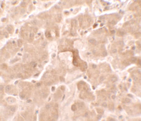 IHC-plus™ GBP5 Antibody