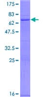 Human ICE2 / NARG2 Protein (Recombinant GST)