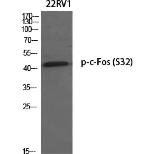 Polyclonal Rabbit anti-Human FOS / c-FOS Antibody (10-90 aa, WB)