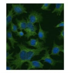 Polyclonal Goat anti-Human CLTC / Clathrin Heavy Chain Antibody (N-Terminus, IF, WB)
