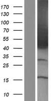 COUP-TFII / NR2F2 Protein (Over-Expression Lysate Myc-DDK (Flag))