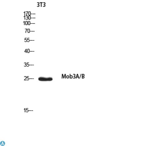 MOB3A + MOB3B Antibody