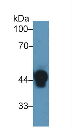 HP / Haptoglobin Antibody (aa168-319)