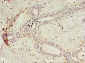 C2orf47 Antibody (HRP)