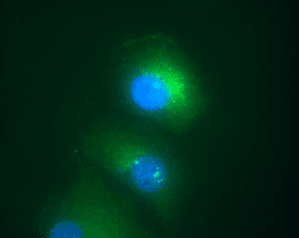 DAXX Antibody (aa558-740, clone DAXX-01)