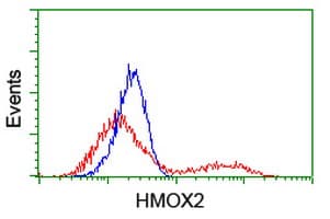 HMOX2 / Heme Oxygenase 2 Antibody (clone OTI1D10, Carrier-free)