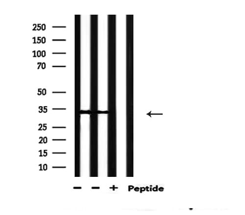 CASP3 / Caspase 3 Antibody (phospho-Ser150)