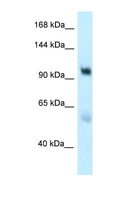 EDEM3 Antibody (aa854-903)