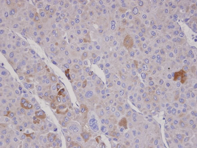FBXO2 Antibody (aa234-296)