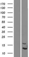 DEFB124 Protein (Over-Expression Lysate Myc-DDK (Flag))