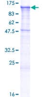 Human CDH19 / Cadherin 19 Protein (Recombinant GST)