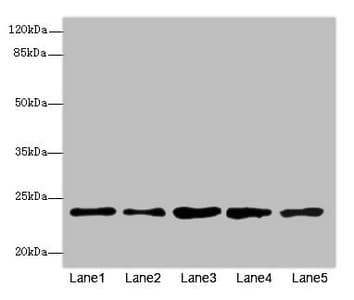 RAB9A / RAB9 Antibody