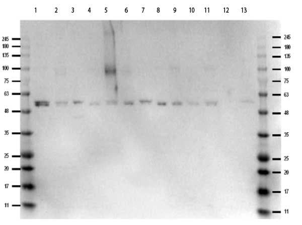 MAPK1 / ERK2 Antibody (Internal)