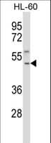 TACR1 / NK1R Antibody (aa219-248)