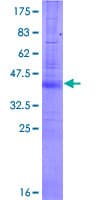 Human RNF165 Protein (Recombinant GST, N-terminus)