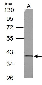 SUCLG1 / GALPHA Antibody (aa1-346)