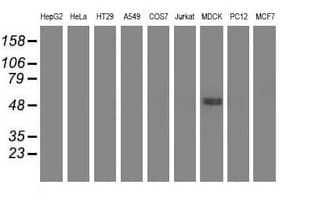 UHMK1 / KIS Antibody (clone OTI2H4, Carrier-free)