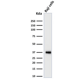 Monoclonal Mouse anti-Human POU2AF1 / BOB1 Antibody (clone BOB1/2424, Azide-free,BSA-free, IHC, WB)
