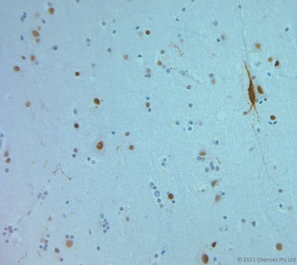 REEP6 Antibody (aa2-50)