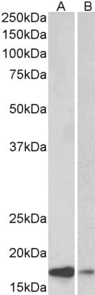 PathPlus™ SNCA / Alpha-Synuclein Antibody (aa91-102)